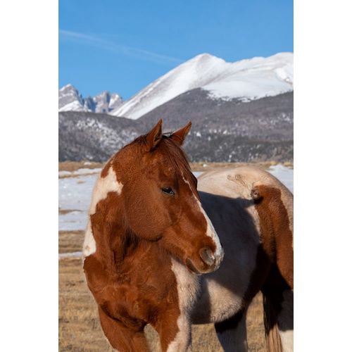 Hopkins, Cindy Miller 아티스트의 USA-Colorado-Westcliffe Music Meadows Ranch Paint horse with Rocky Mountains in the distance작품입니다.
